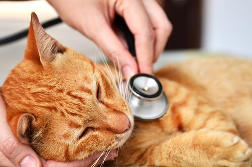 veterinary services Citrus Heights, CA